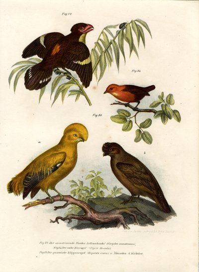 Eurylaimo Oscuro, 1864 de German School